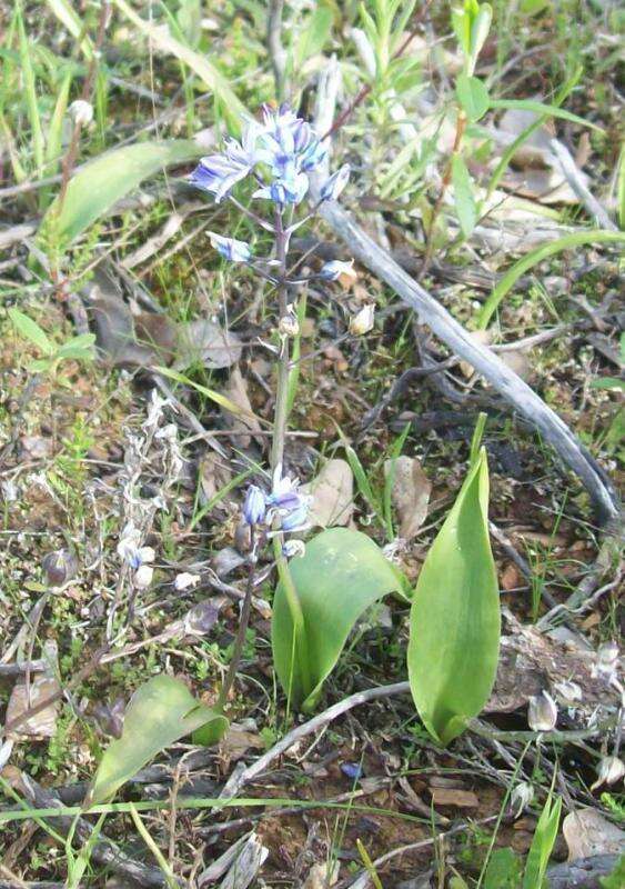 Image of Scilla monophyllos Link