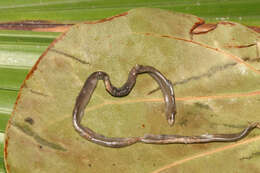 Image of Flathead Worm Snake