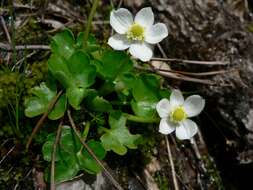 Image of false buttercup