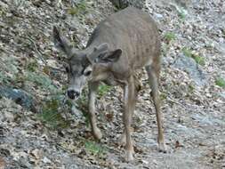 Image of Odocoileus hemionus californicus (Caton 1876)