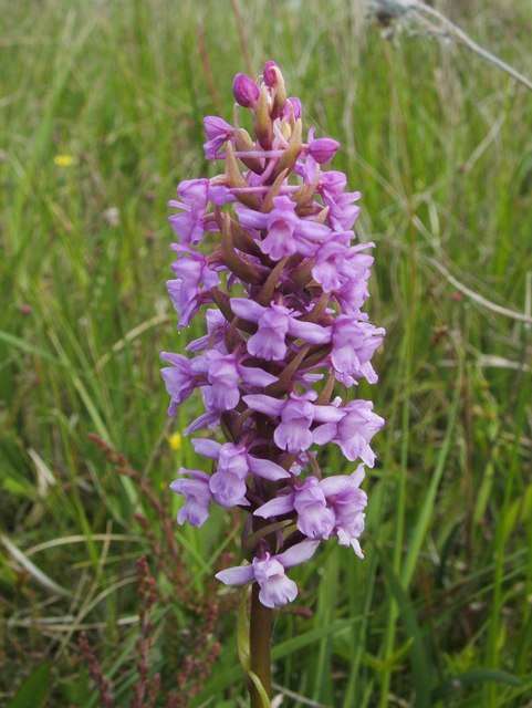 Image of Heath fragrant orchid