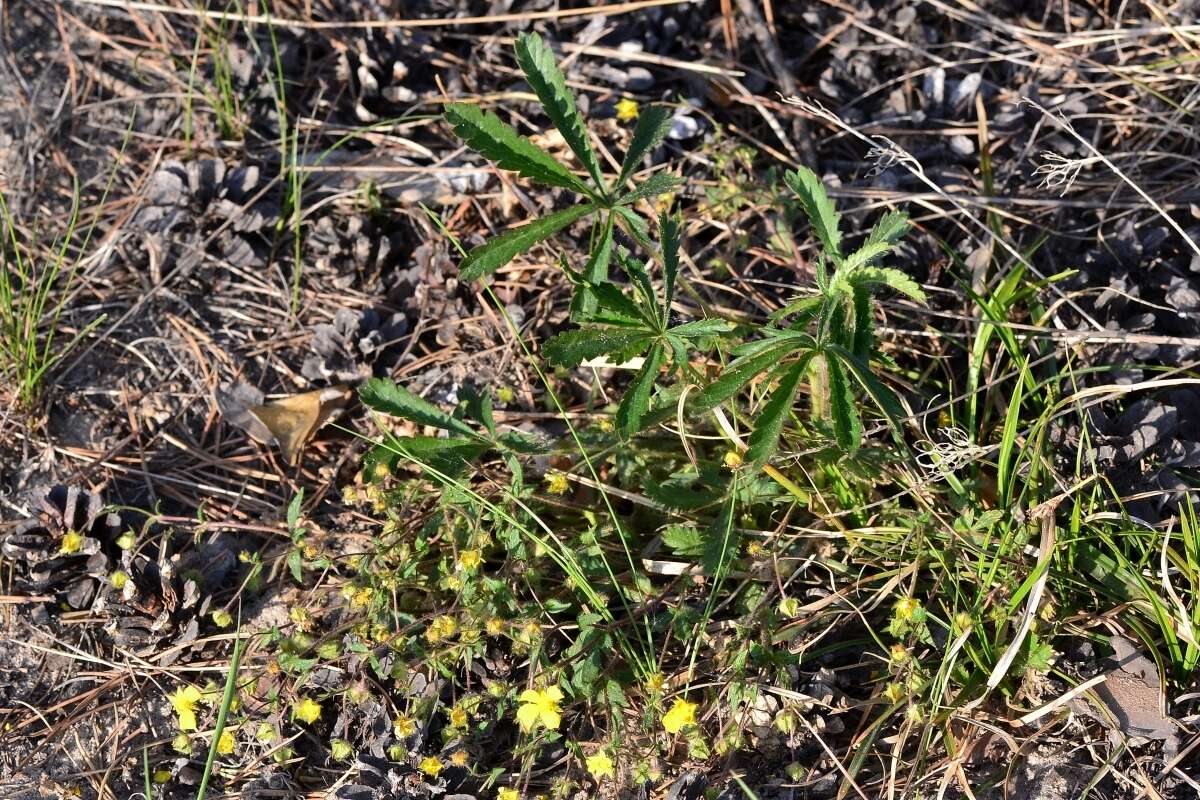 Image of Potentilla humifusa Willd.