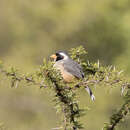 Image of Golden-billed Saltator