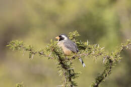 Image of Golden-billed Saltator