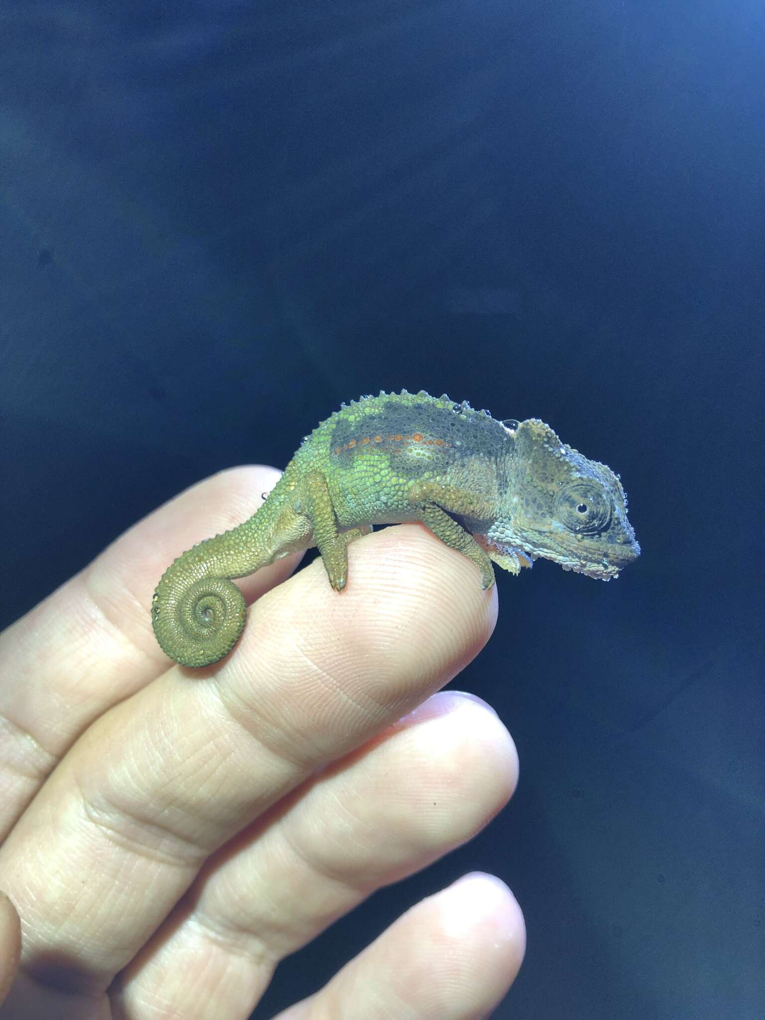 Image of Ngome Dwarf Chameleon