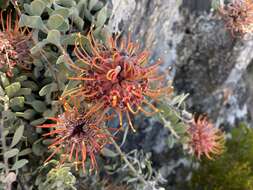 Imagem de Leucospermum spathulatum R. Br.