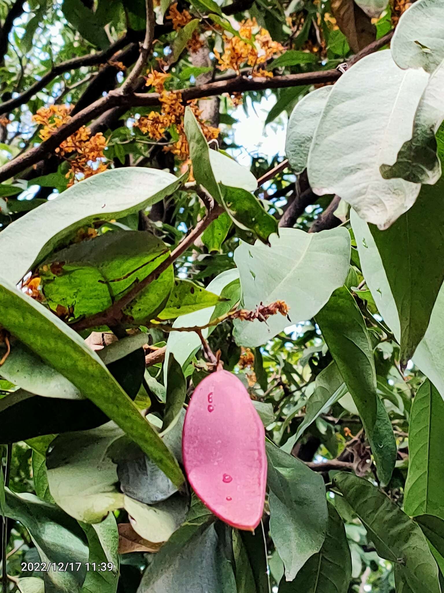 Image of Ashoka tree