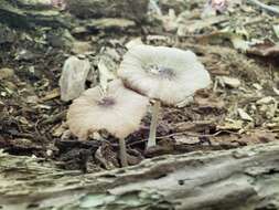 Image of Pluteus septocystidiatus Ševcíková, Antonín & Borovicka 2014