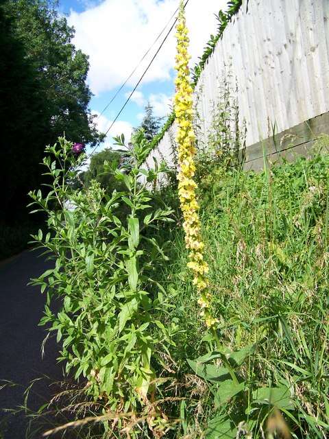 Image of Great Mullein