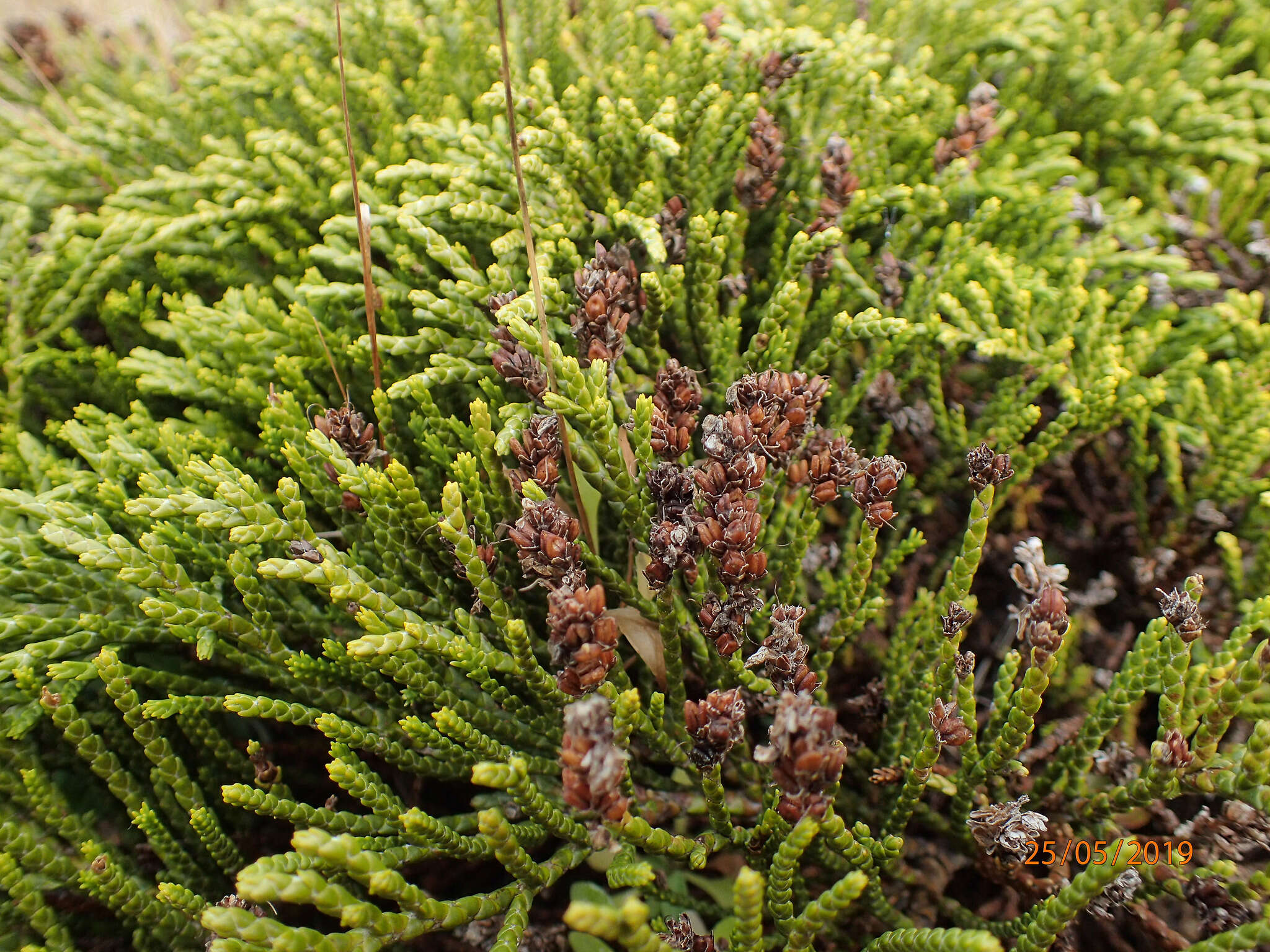 Sivun Veronica hectorii subsp. coarctata (Cheesem.) Garn.-Jones kuva