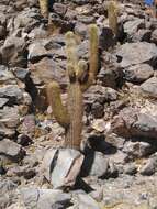 Echinopsis resmi