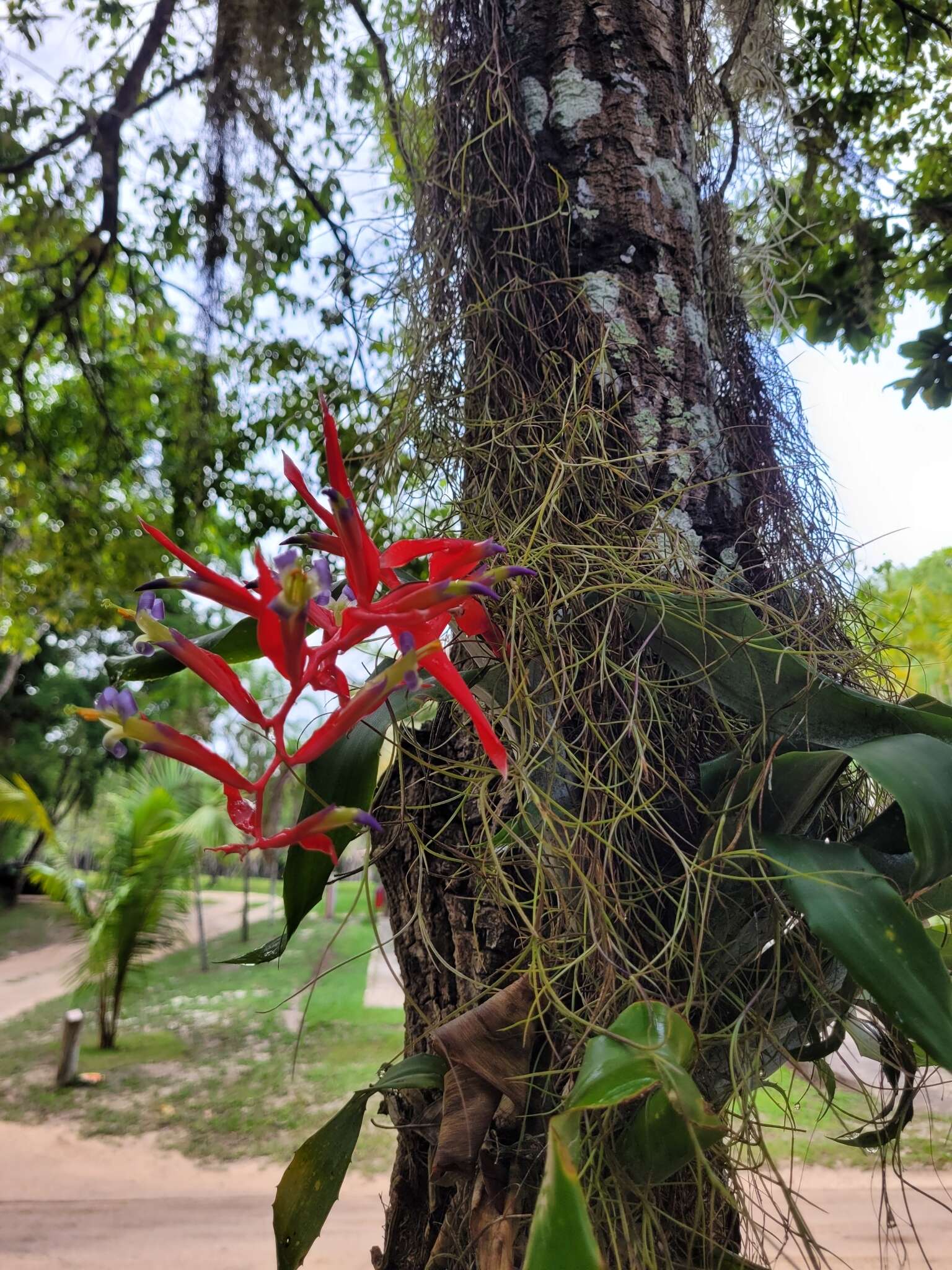 Billbergia iridifolia (Nees & Mart.) Lindl.的圖片