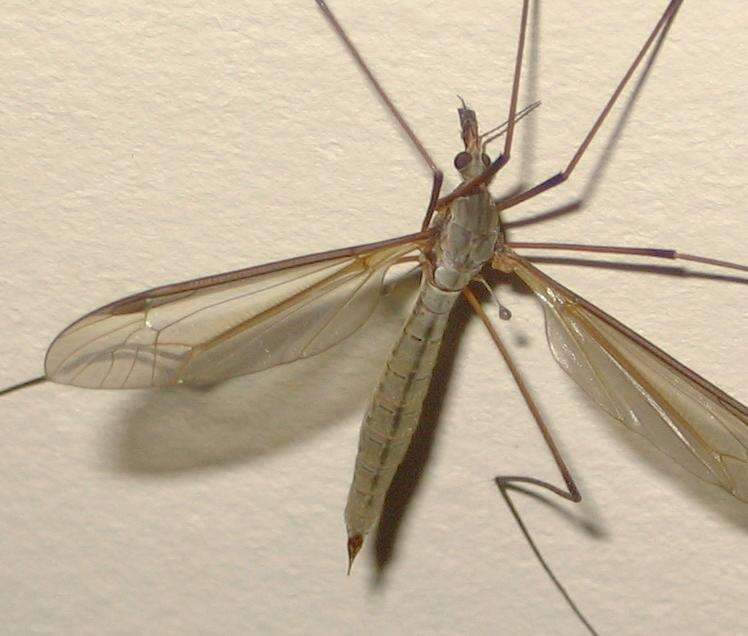 Image of Marsh crane fly