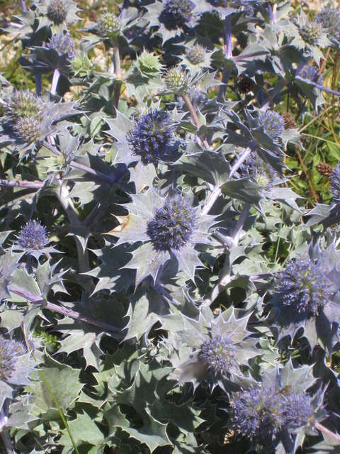 Eryngium maritimum L. resmi