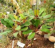 Euphorbia leuconeura Boiss. resmi