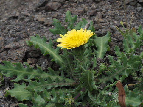 Image of Reichardia ligulata (Vent.) Kunkel & Sunding