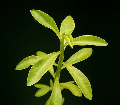 Image of Euphorbia orthoclada Baker