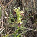 Image of Kotschy's Ophrys