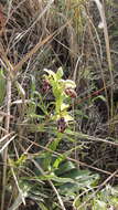 Image of Kotschy's Ophrys