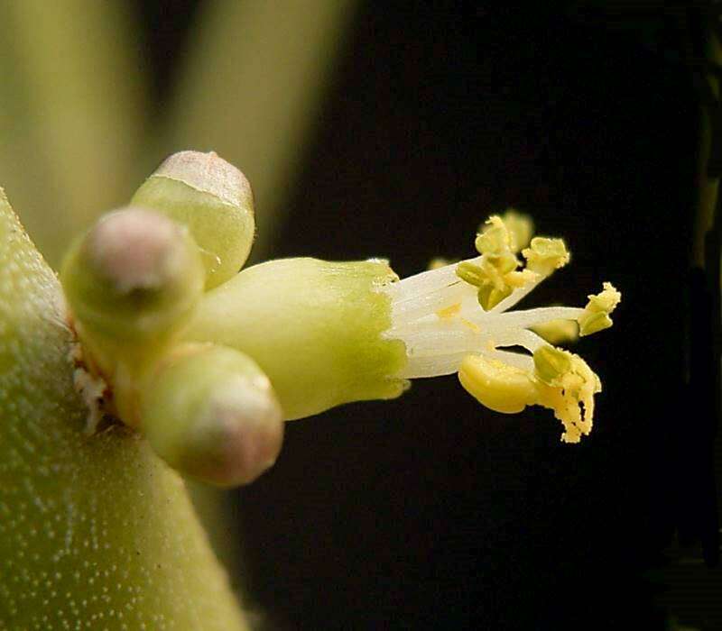 Image of Euphorbia plagiantha Drake