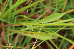 Image of Mock scabious