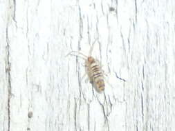 Image of Springtail