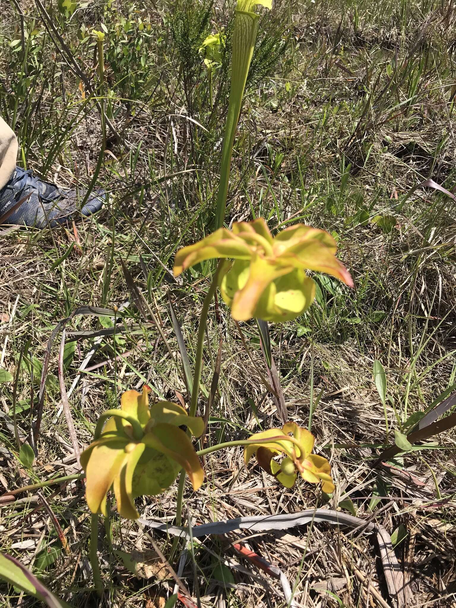 Image of pitcherplant