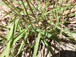 Image of Digitaria breviglumis (Domin) Henrard