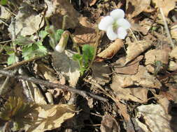 Image of Viola alexandrowiana (W. Beck.) Juz.