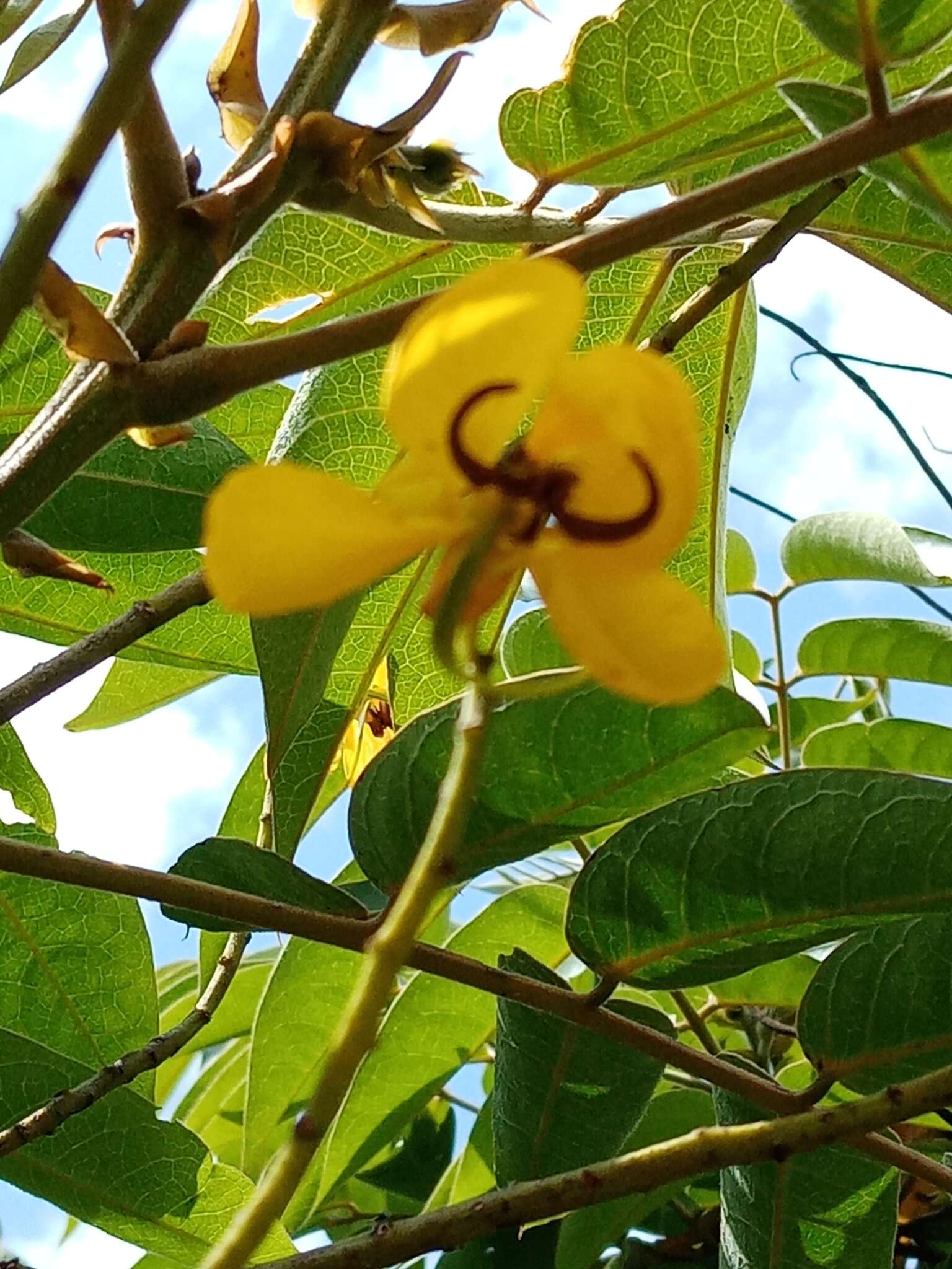 Senna viarum (Little) H. S. Irwin & Barneby resmi