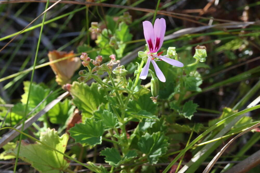 Image of Pelargonium greytonense J. J. A. Van der Walt