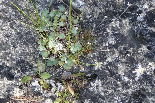 Imagem de Geranium socolateum