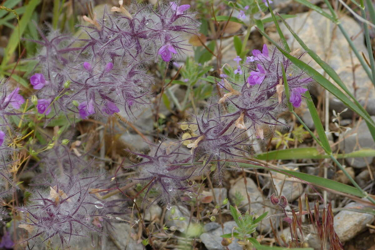 Image of Stachys lavandulifolia Vahl