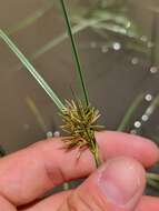 Imagem de Cyperus longus subsp. longus