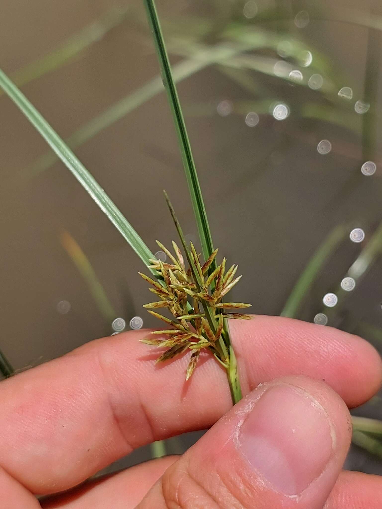 Imagem de Cyperus longus subsp. longus