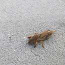 Image of Tawny Mole Cricket