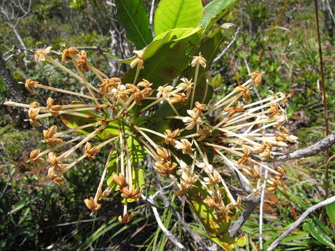 صورة Ixora francii Schltr. & K. Krause