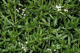 Imagem de Galium palustre L.