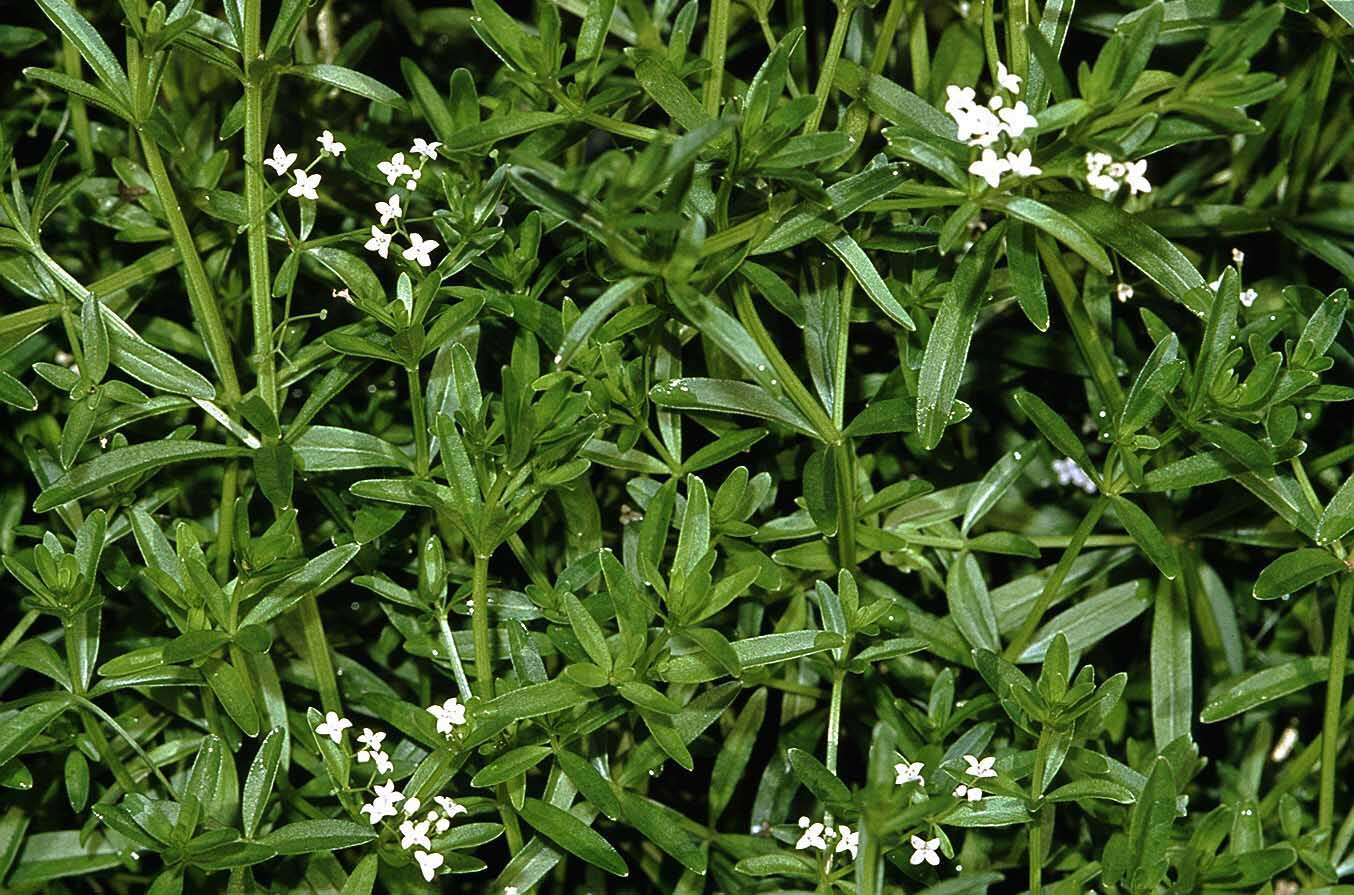 Imagem de Galium palustre L.