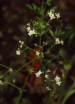 Galium pumilum Murray的圖片