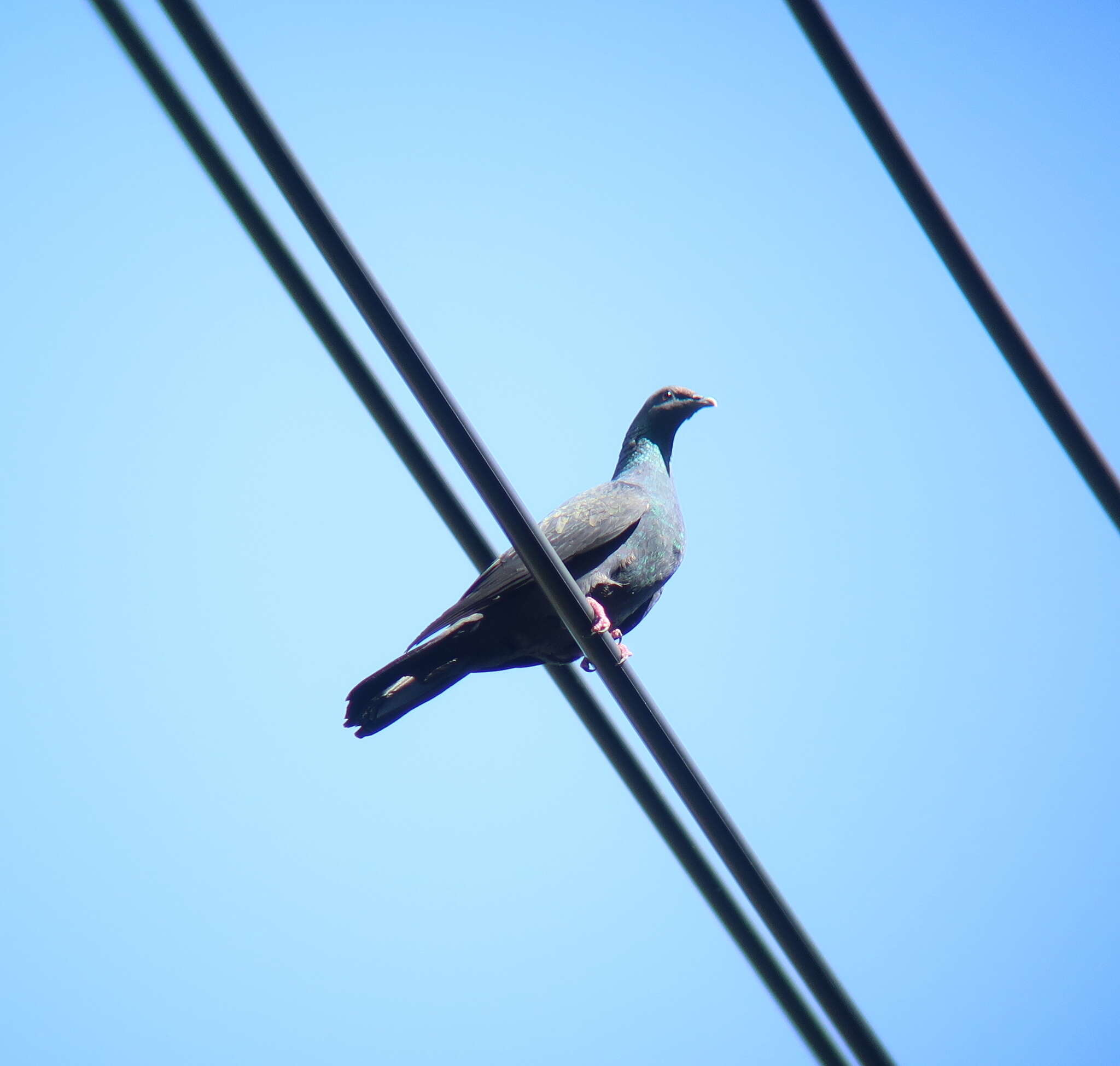Image of Japanese Wood Pigeon