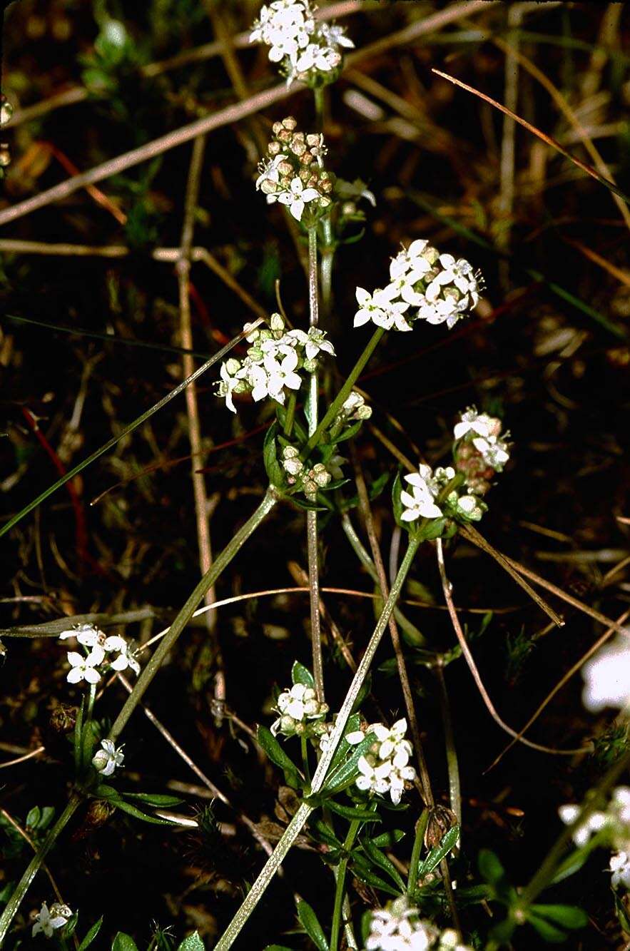 Слика од Galium saxatile L.