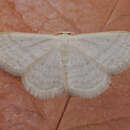 Imagem de Idaea subsericeata Haworth 1809