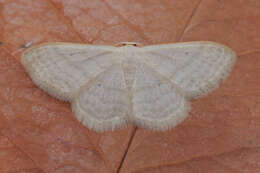 Imagem de Idaea subsericeata Haworth 1809