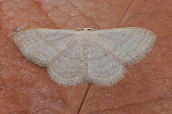 Imagem de Idaea subsericeata Haworth 1809