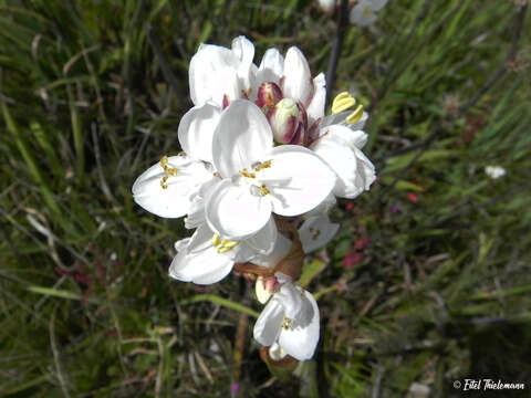 Image de Libertia chilensis (Molina) Gunckel