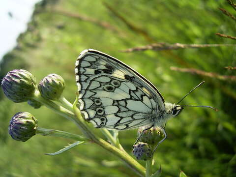 Image of marbled white