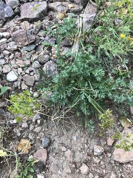 Image of Cymopterus hallii (A. Gray) B. L. Turner