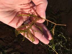 Image of Curled Pondweed