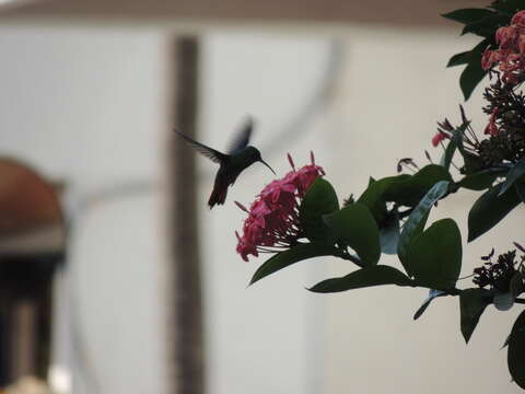 Image of Black-throated Mango